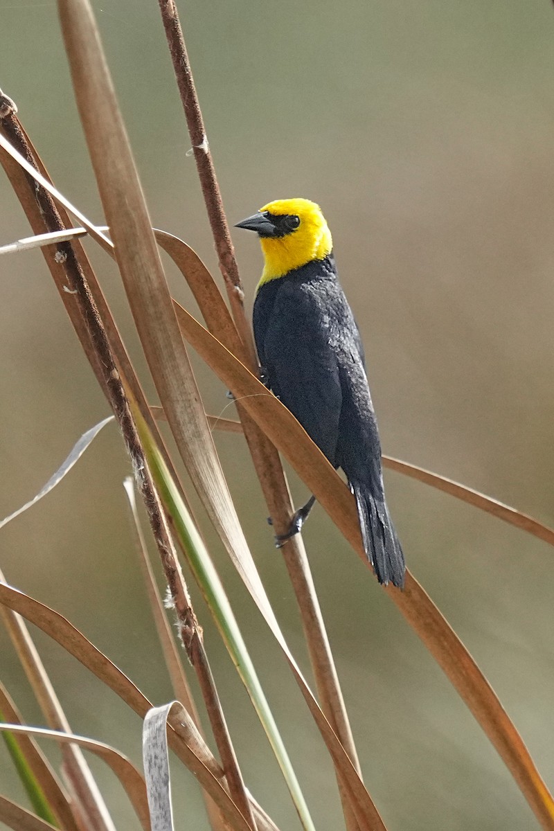 Yellow-hooded Blackbird - ML618209023