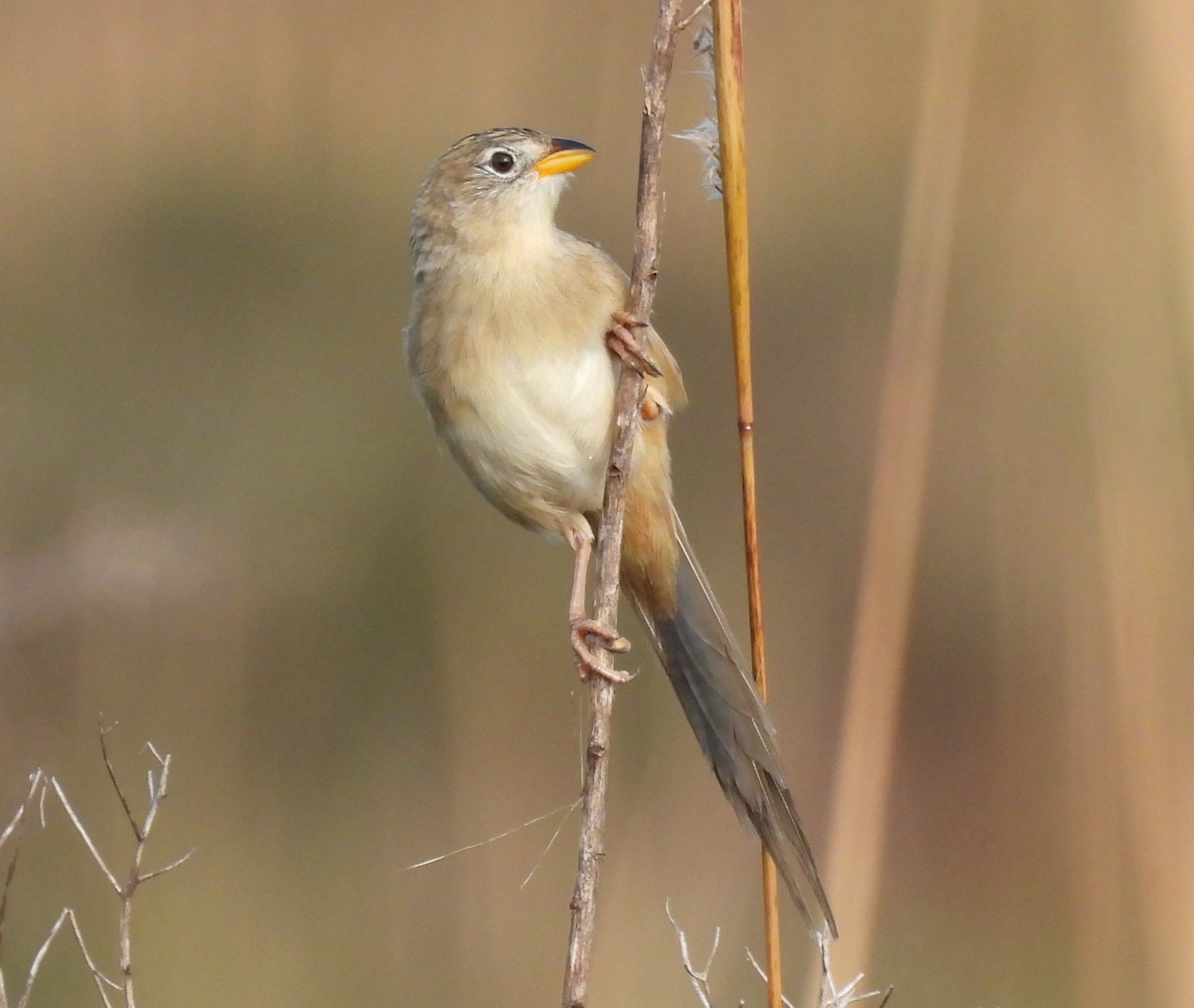 Wedge-tailed Grass-Finch - Francisco Giúdice
