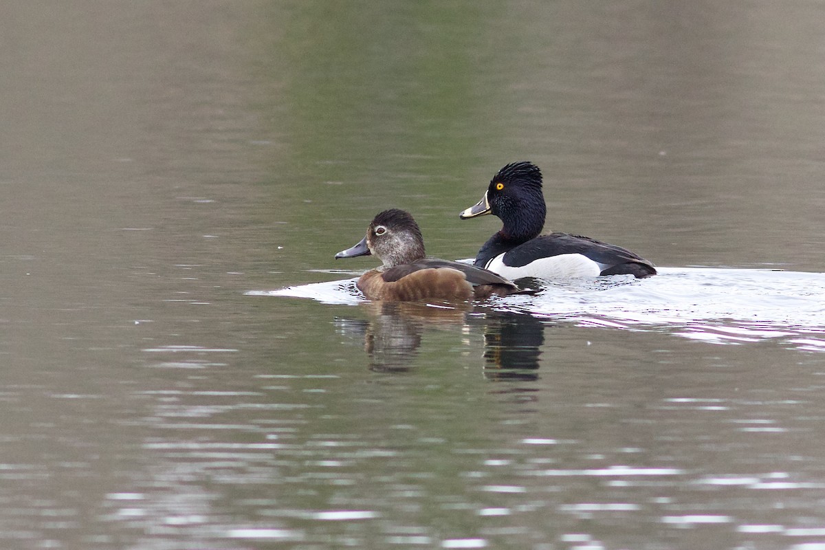 Ring-necked Duck - George Forsyth
