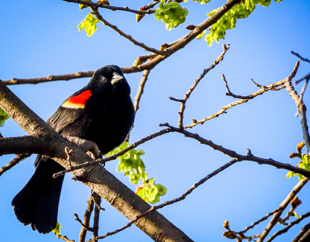 Red-winged Blackbird - Randall Williams