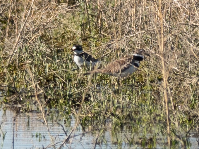 Semipalmated Plover - ML618209127