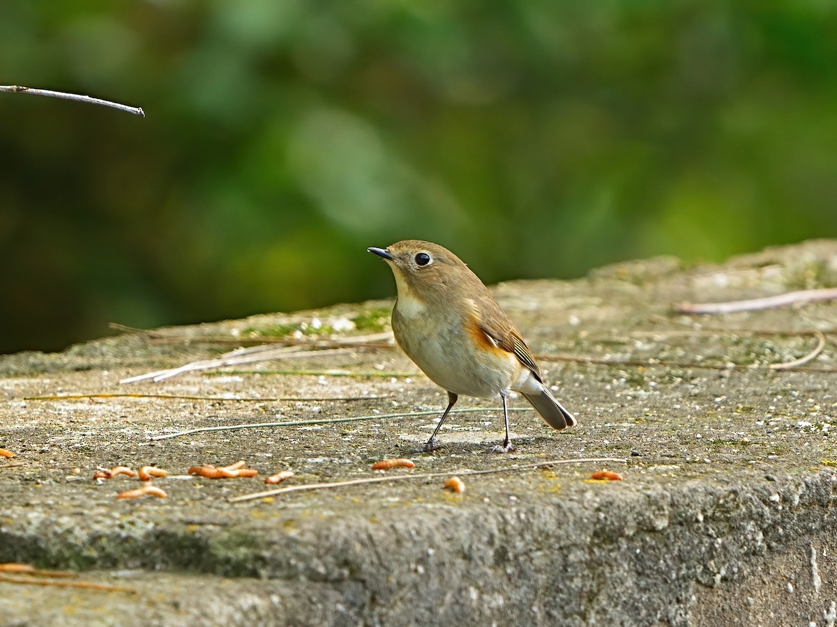 Red-flanked Bluetail - Mei Hsiao