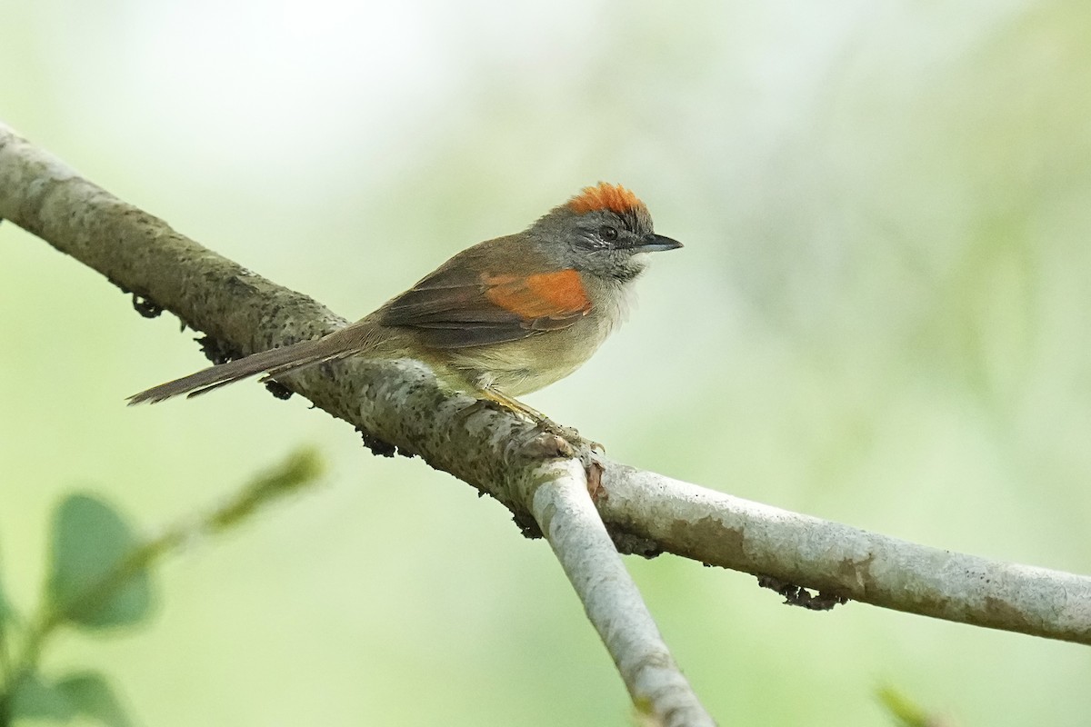 Pale-breasted Spinetail - ML618209131