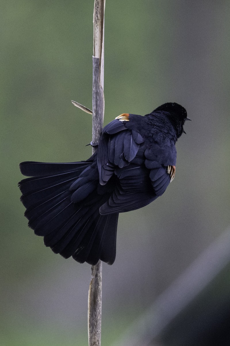 Red-winged Blackbird - Scott Fraser