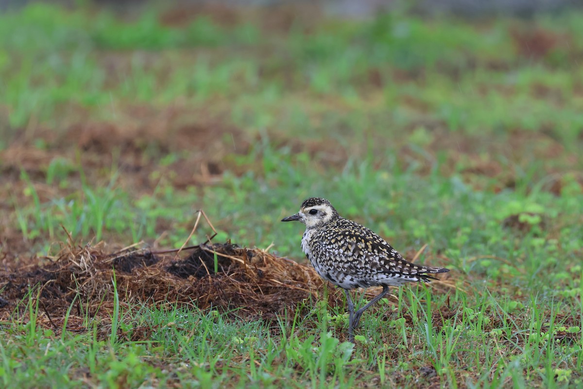 Pacific Golden-Plover - Chi-Hsuan Shao
