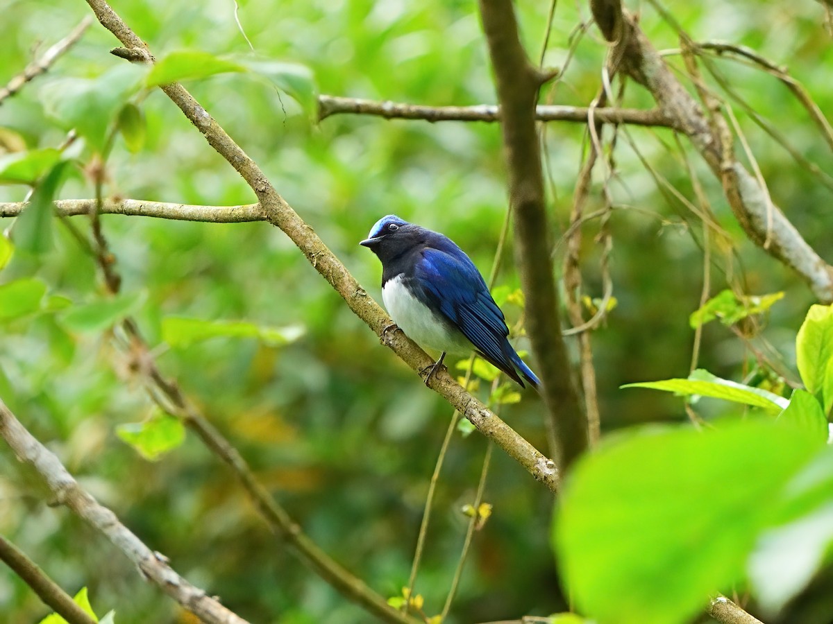 Blue-and-white Flycatcher - Mei Hsiao