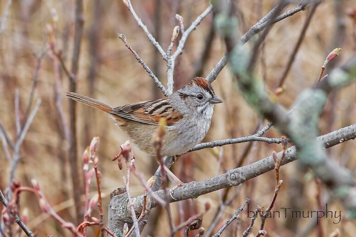 Swamp Sparrow - ML618209224