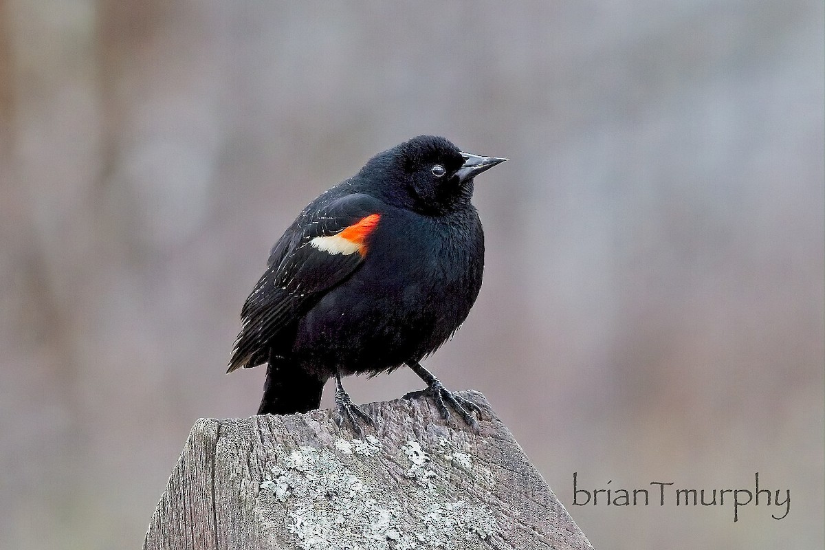 Red-winged Blackbird - Brian Murphy