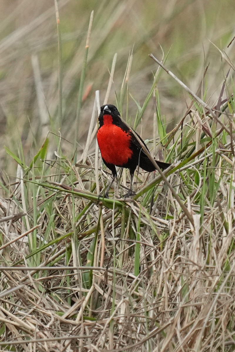 Red-breasted Meadowlark - ML618209243