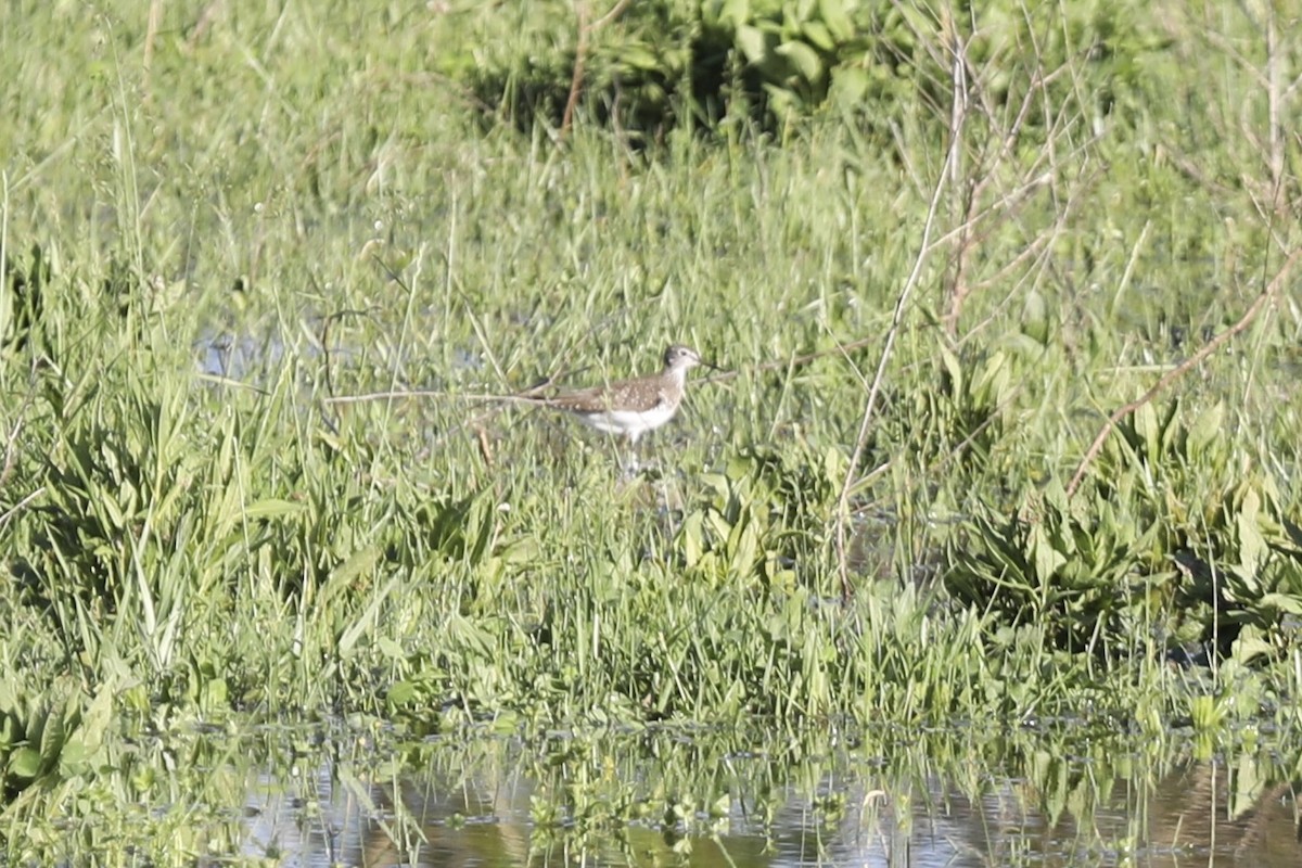 Solitary Sandpiper - Darby Nugent