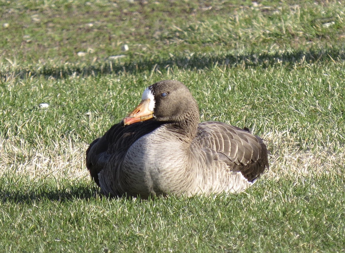 Greater White-fronted Goose - ML618209337