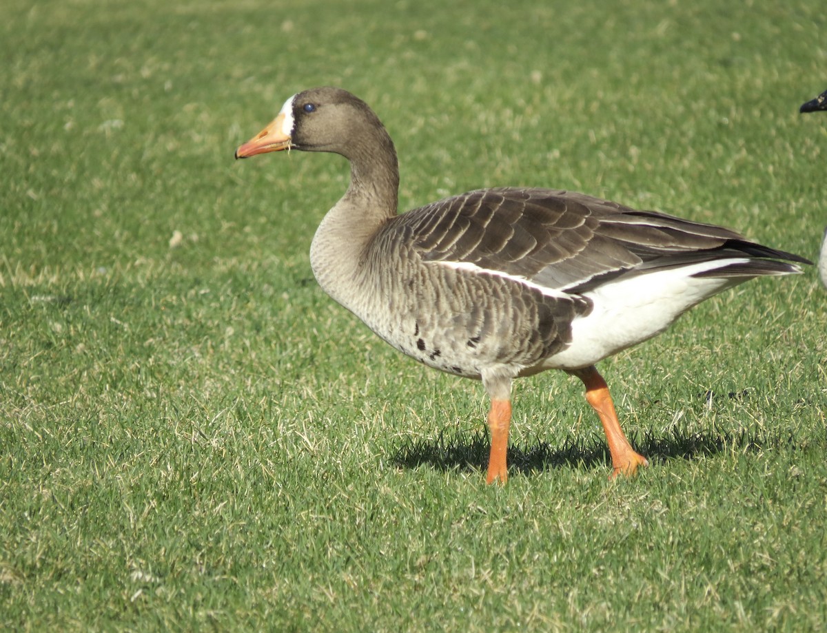 Greater White-fronted Goose - ML618209339