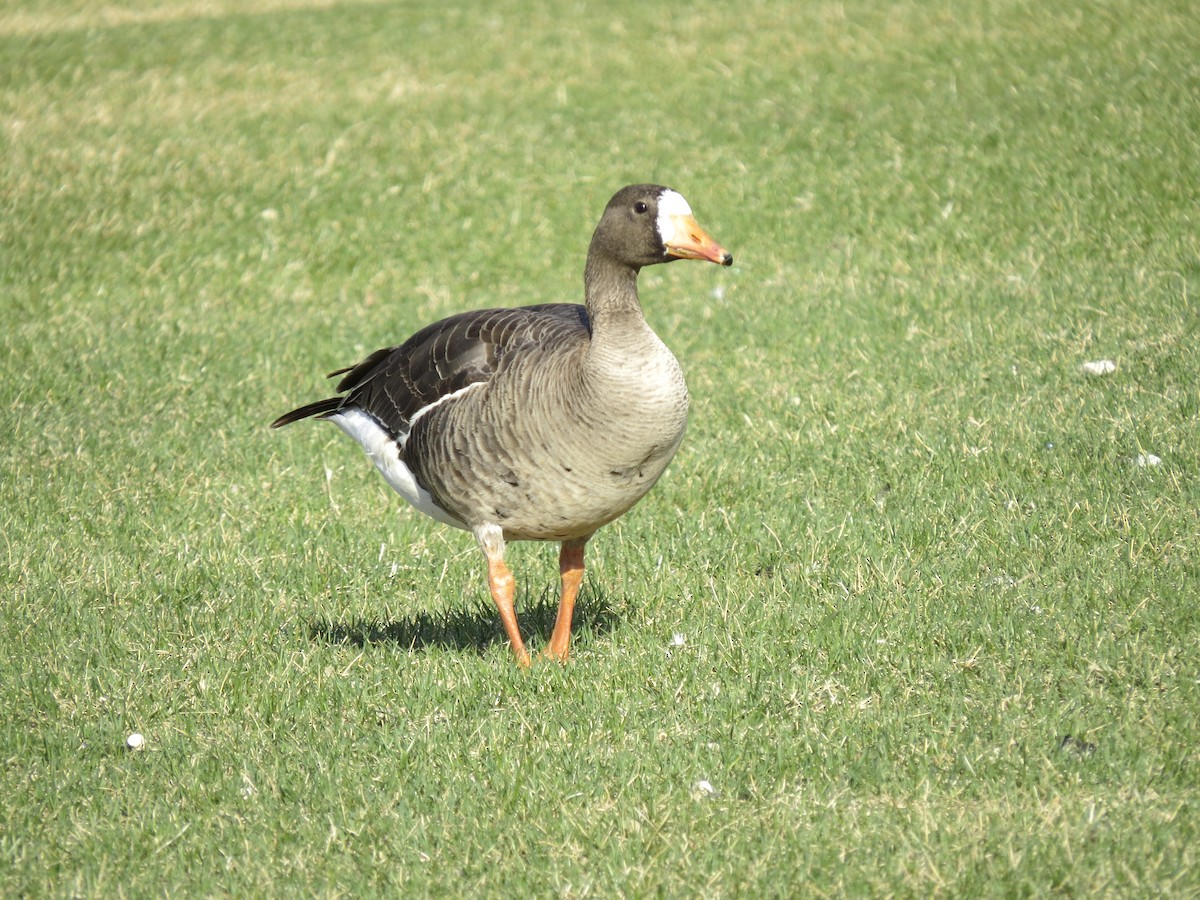 Greater White-fronted Goose - ML618209340