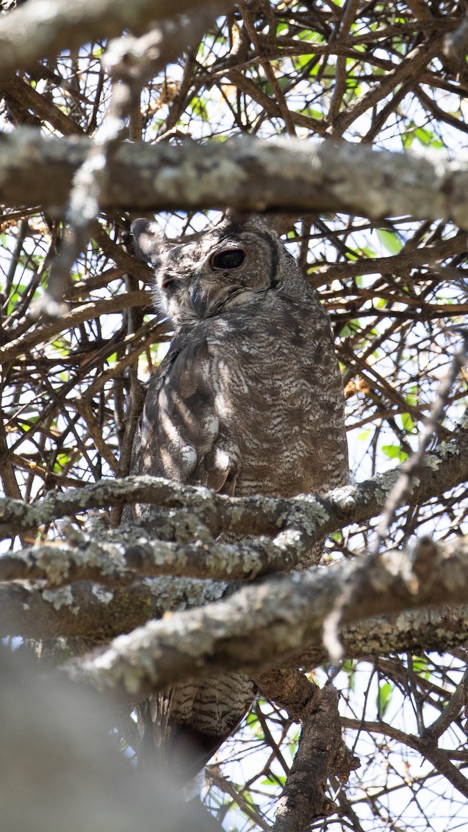 Grayish Eagle-Owl - ML618209382