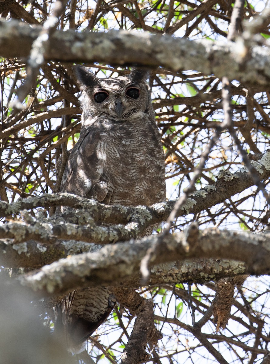 Grayish Eagle-Owl - ML618209383