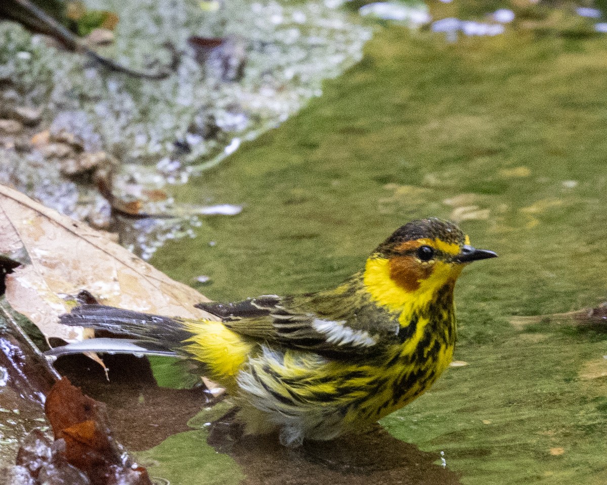Cape May Warbler - ML618209405