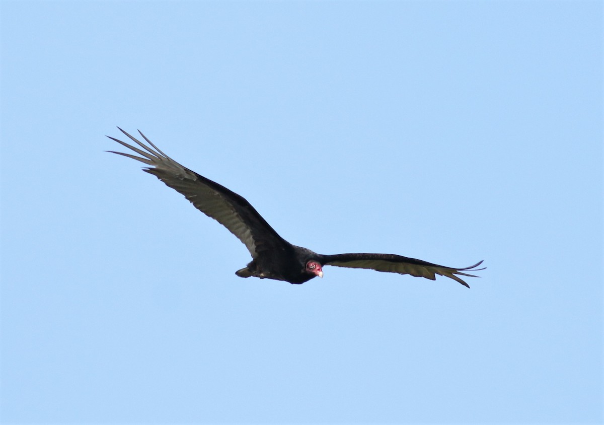 Turkey Vulture - ML61820941