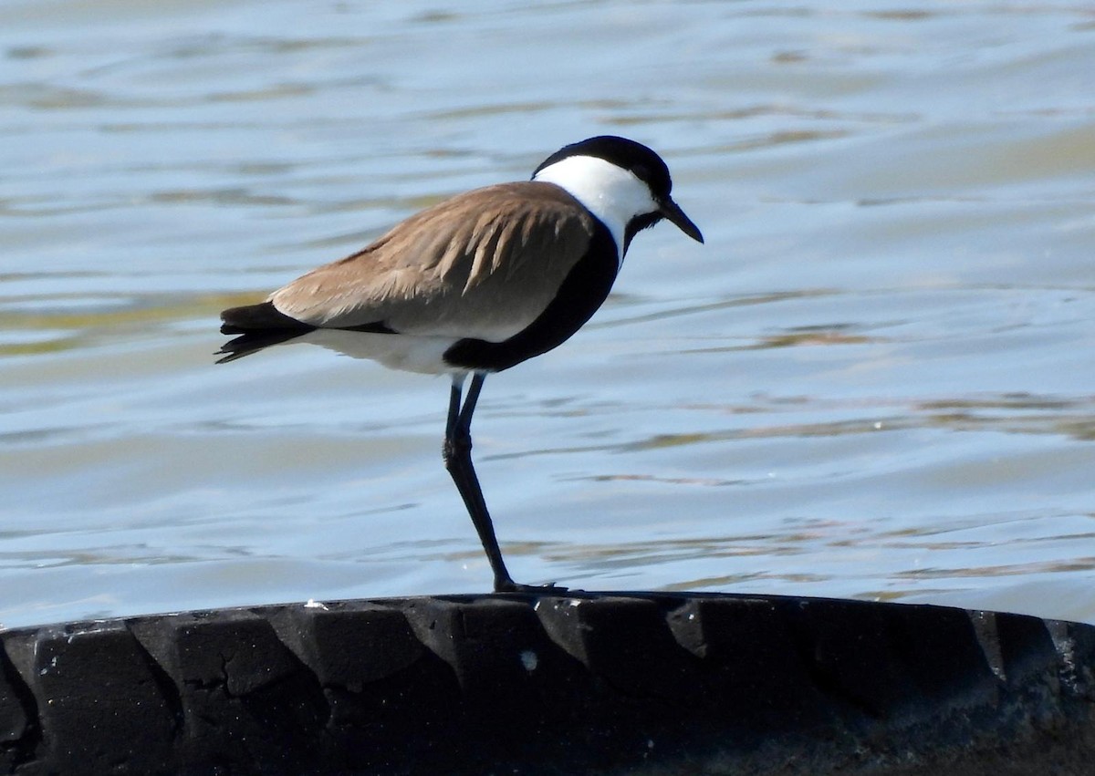 Spur-winged Lapwing - ML618209446