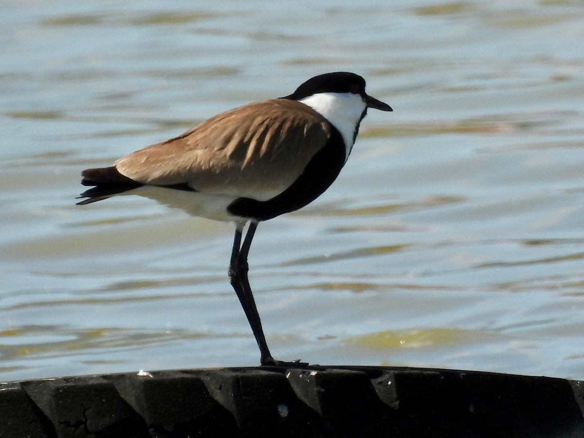 Spur-winged Lapwing - ML618209447