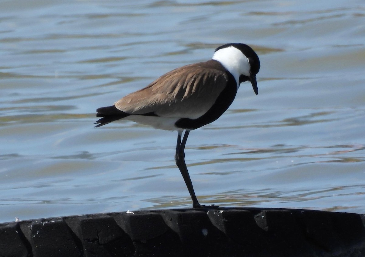 Spur-winged Lapwing - ML618209448