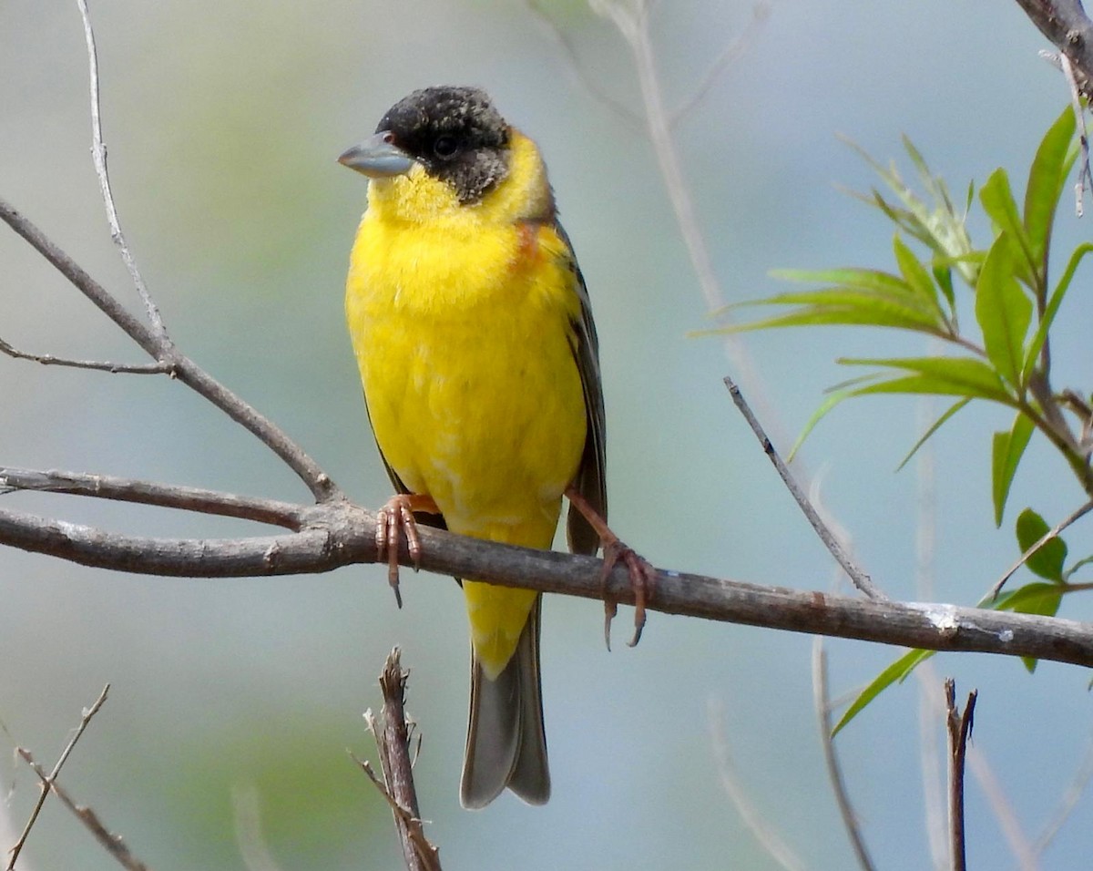 Black-headed Bunting - Andy Todd