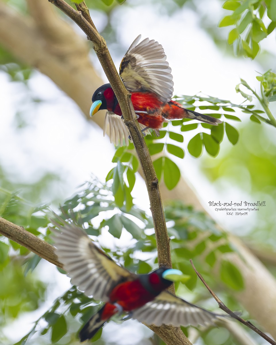Black-and-red Broadbill - Kenneth Cheong