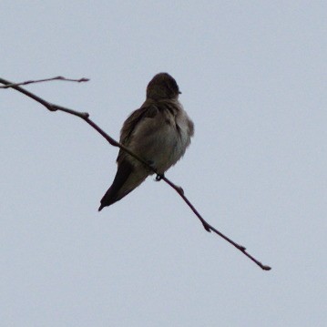 Northern Rough-winged Swallow - ML618209546