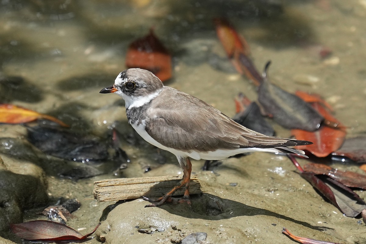Semipalmated Plover - ML618209581