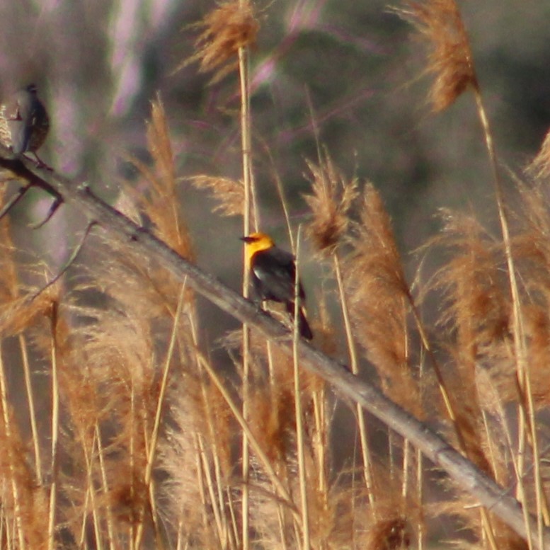 Yellow-headed Blackbird - ML618209586