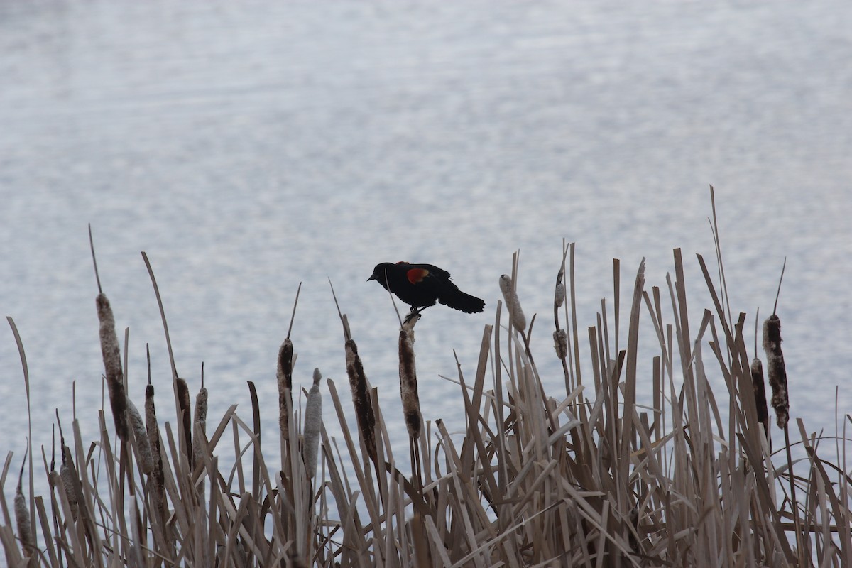 Red-winged Blackbird - Kareem Elgebali