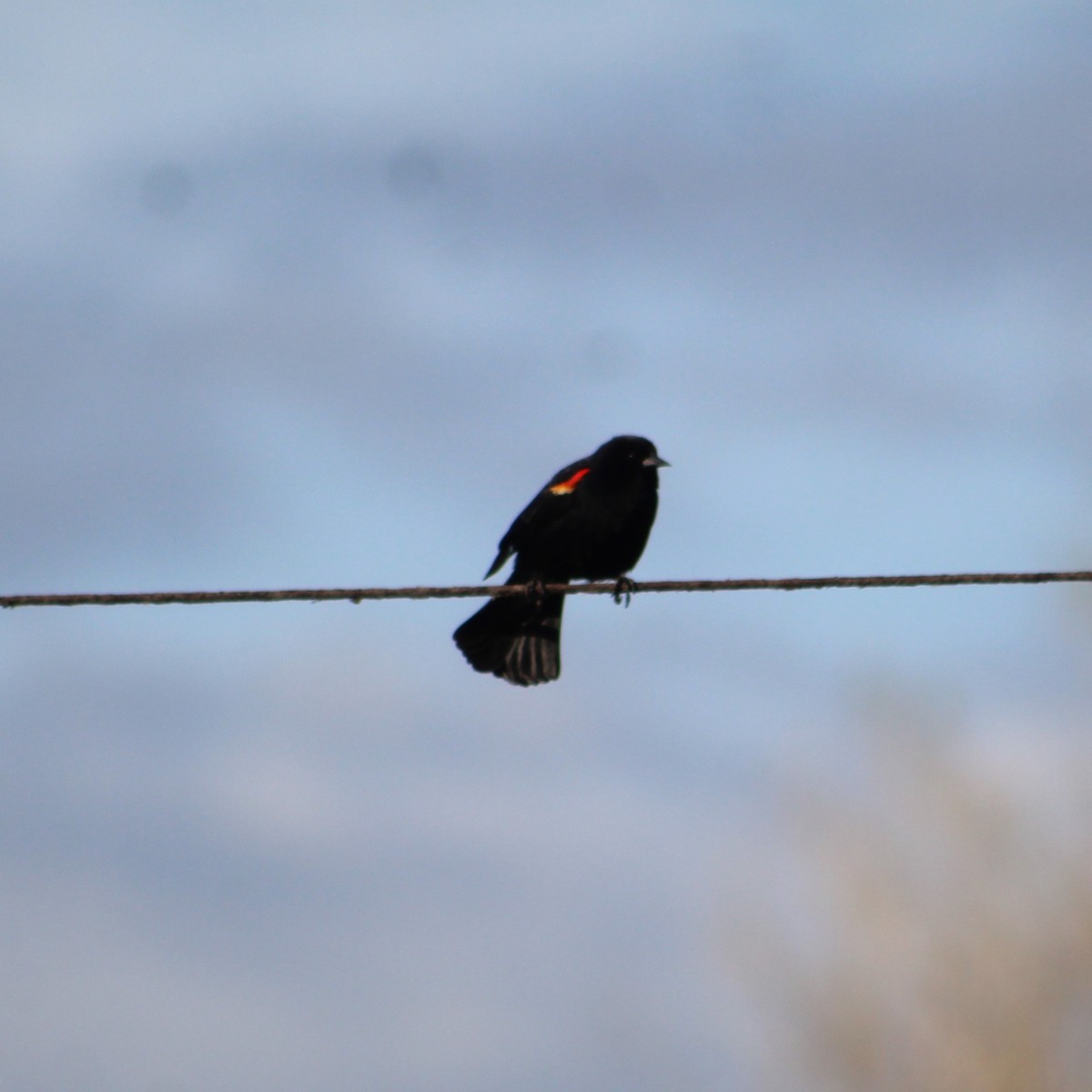 Red-winged Blackbird - James Jarrett