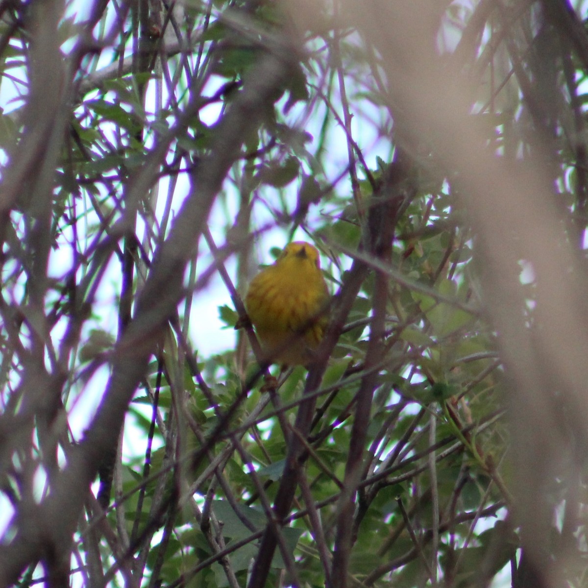 Yellow Warbler - ML618209625