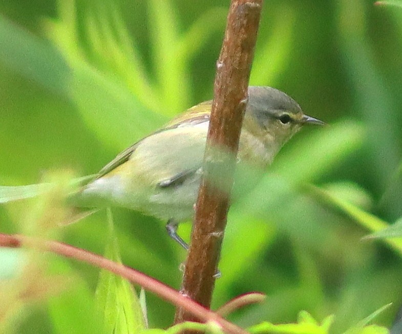 Tennessee Warbler - Phillip Wallace
