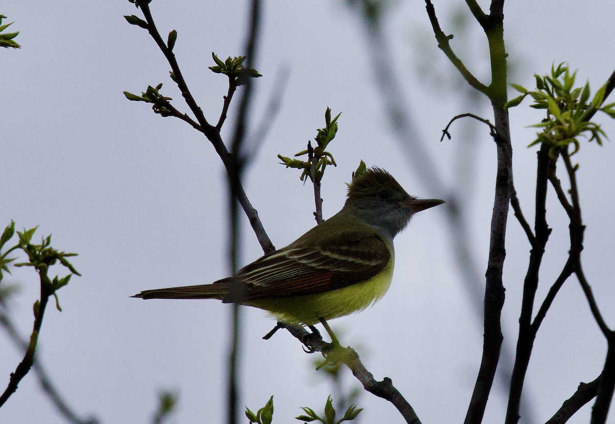 Great Crested Flycatcher - ML618209640