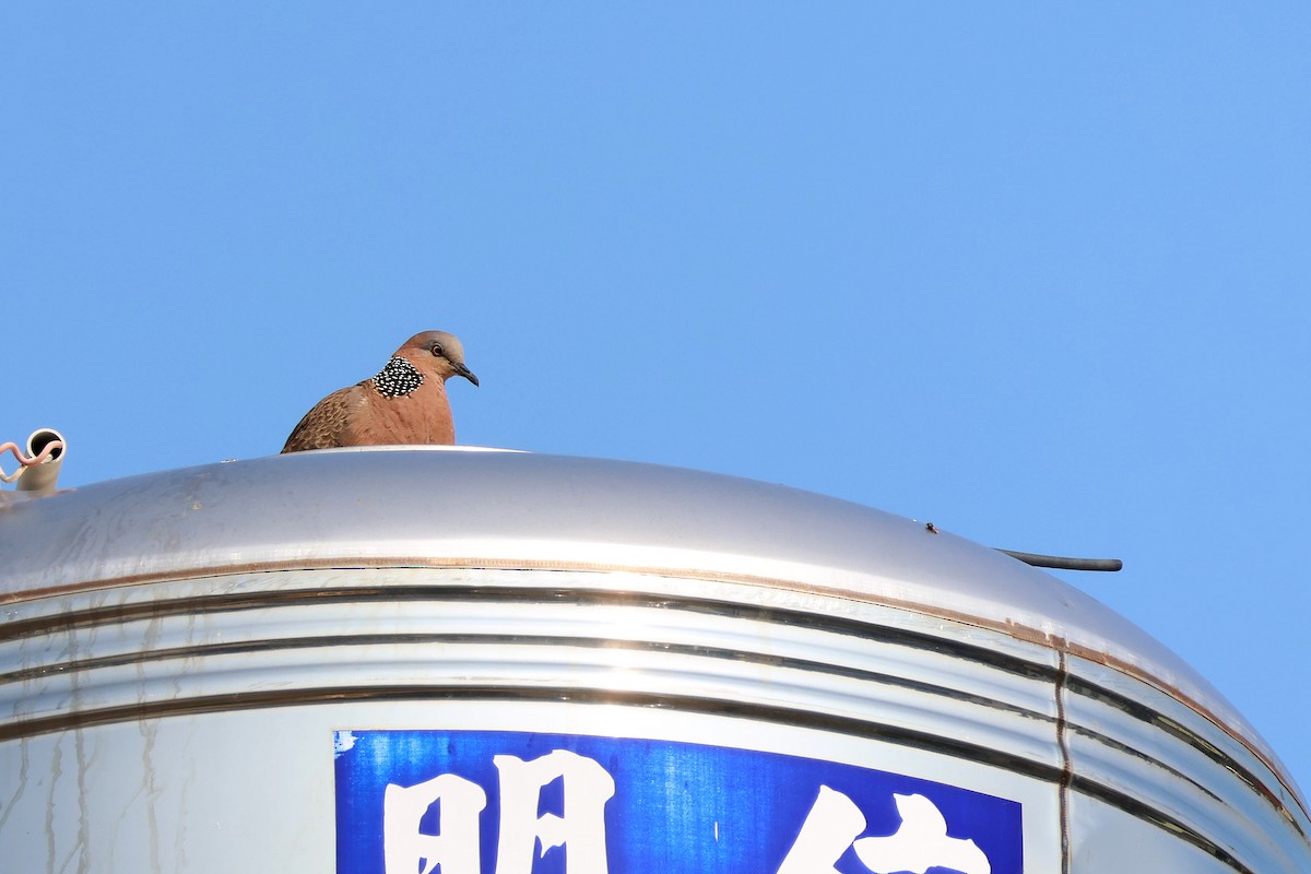 Spotted Dove - ML618209645
