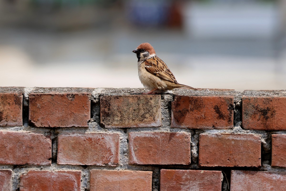 Eurasian Tree Sparrow - Chih-Wei(David) Lin