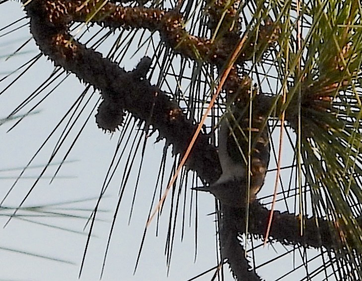 Brown-headed Nuthatch - ML618209668