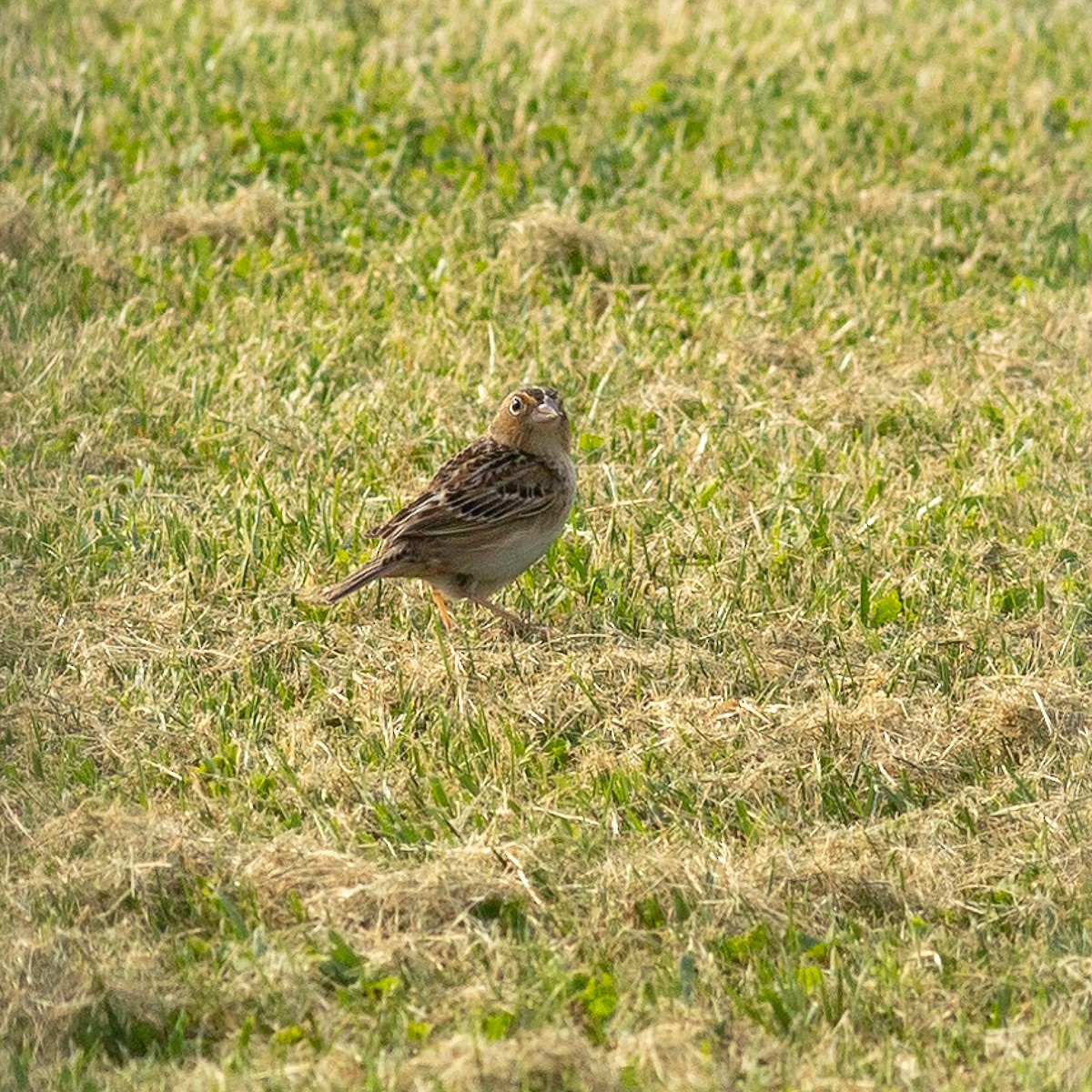Grasshopper Sparrow - ML618209684