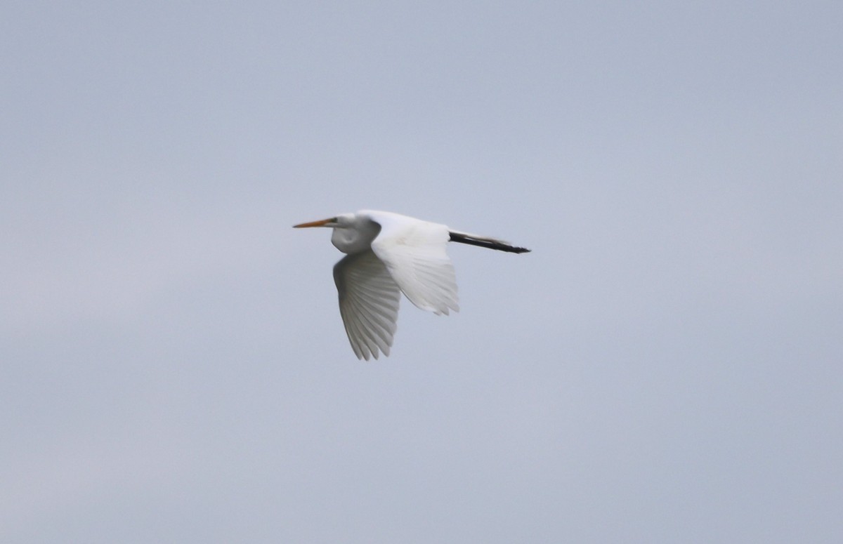 Great Egret - "Chia" Cory Chiappone ⚡️