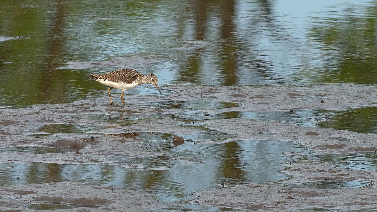 Solitary Sandpiper - Todd Kiraly