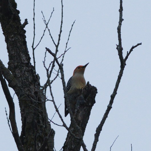 Red-bellied Woodpecker - Galya Dokshina
