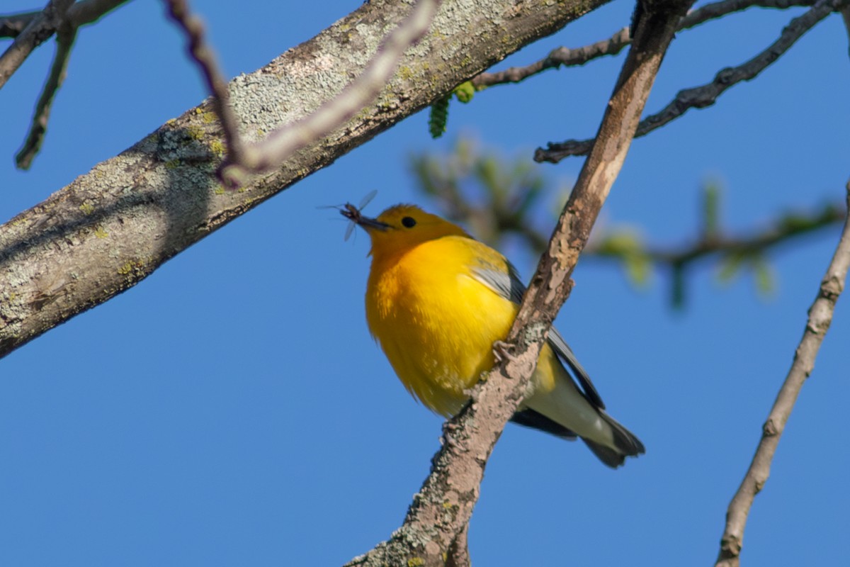 Prothonotary Warbler - ML618209731