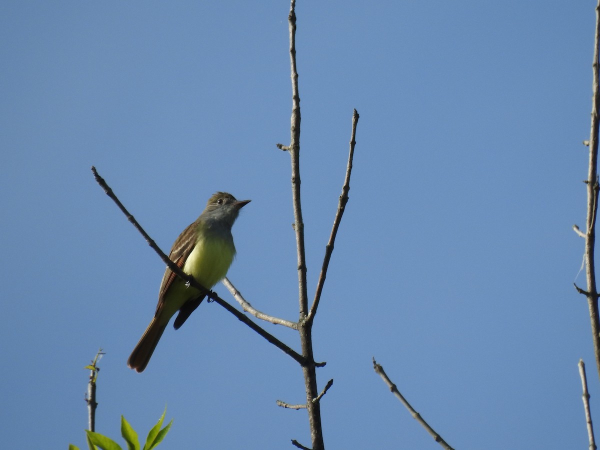Great Crested Flycatcher - ML618209748