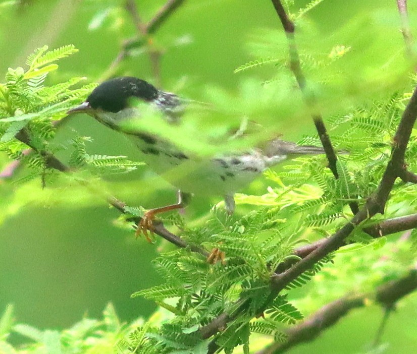 Blackpoll Warbler - Phillip Wallace