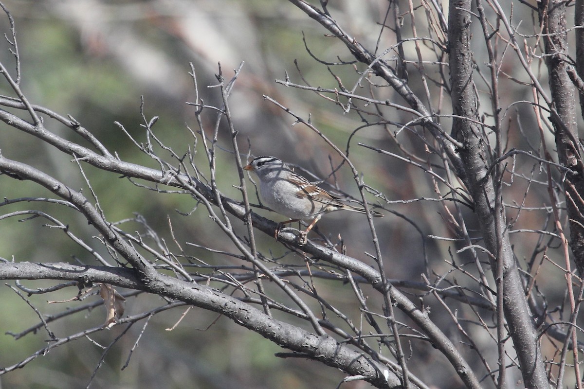 White-crowned Sparrow - Kareem Elgebali