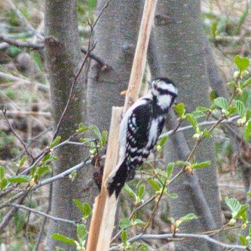 Downy Woodpecker - ML618209772