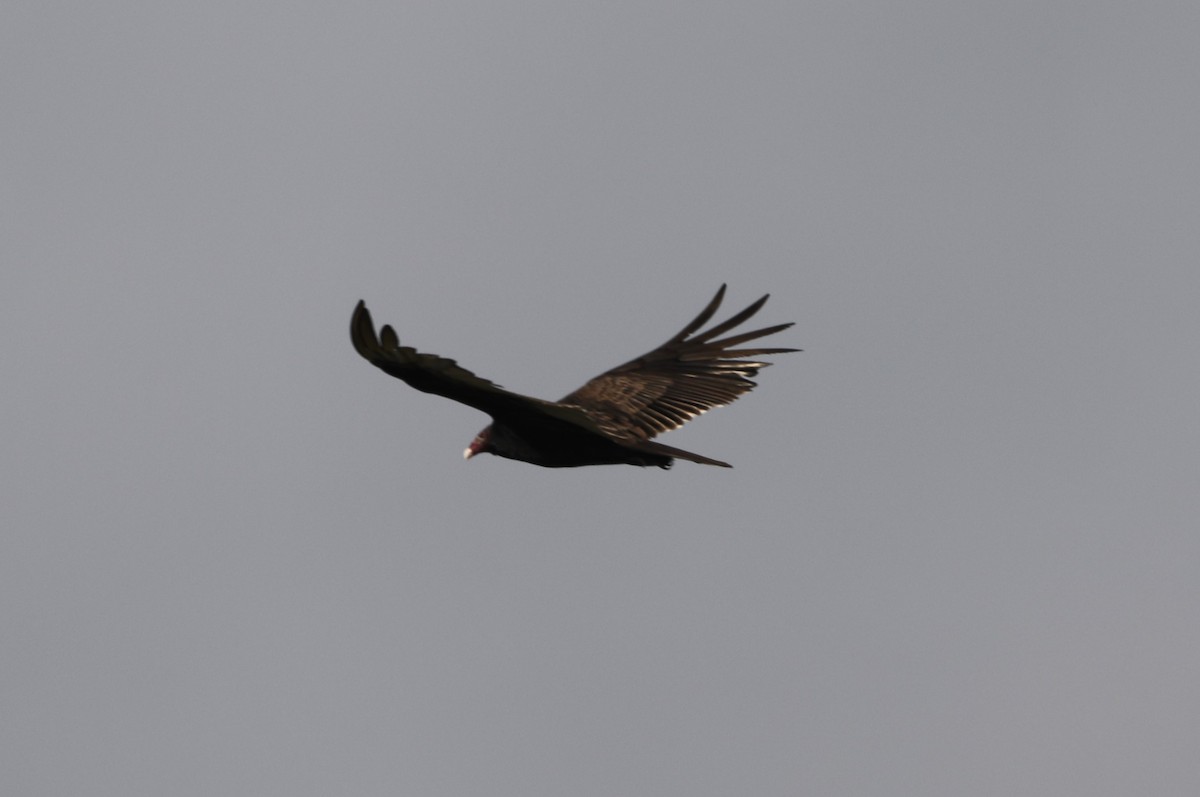 Turkey Vulture - "Chia" Cory Chiappone ⚡️