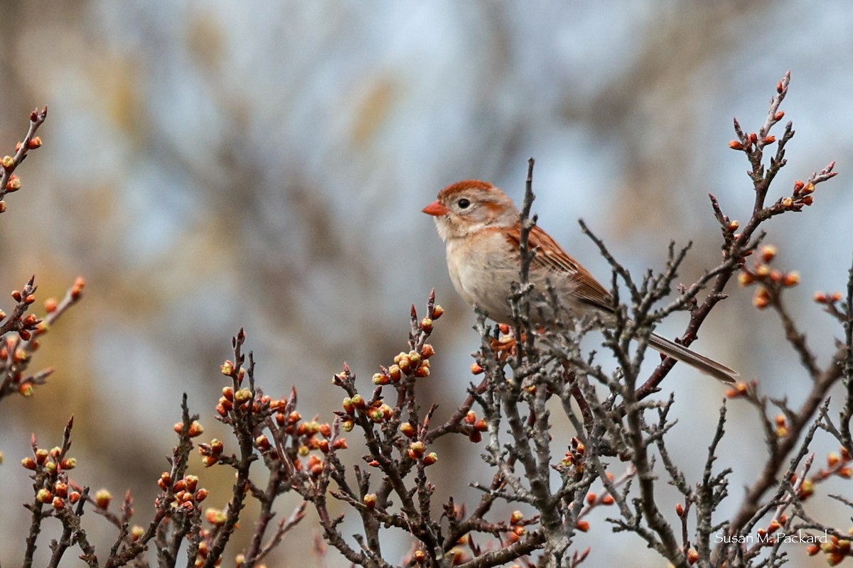 Field Sparrow - ML618209789
