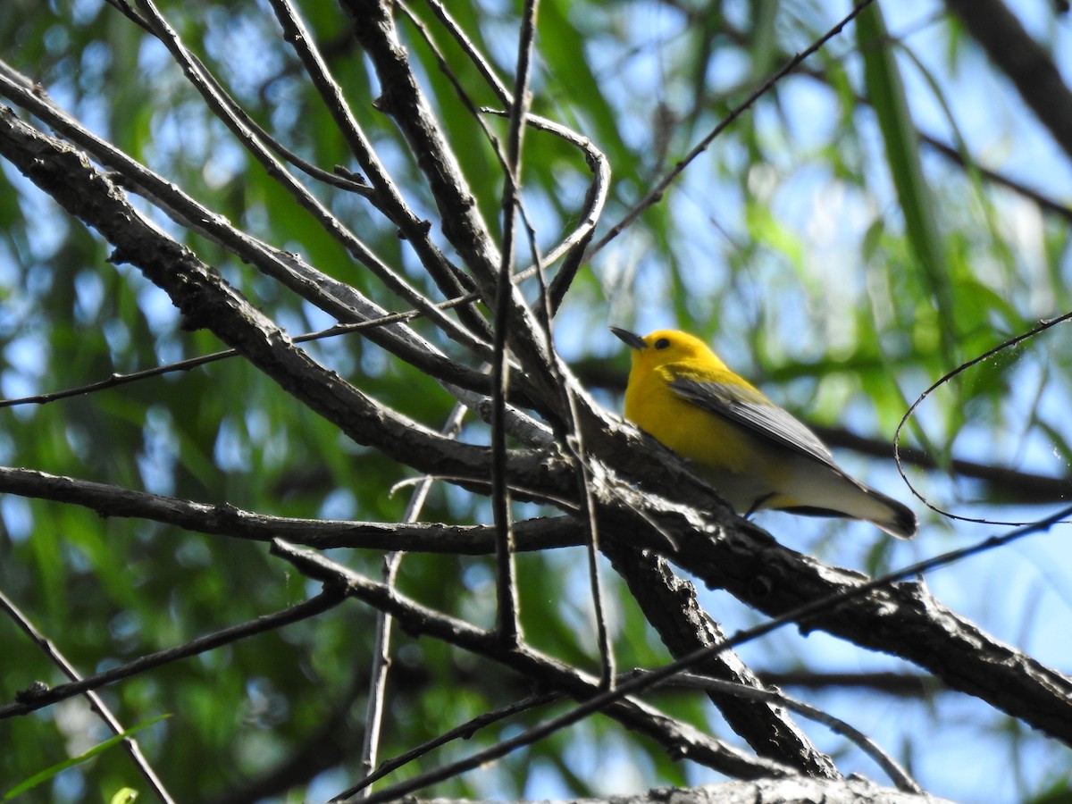 Prothonotary Warbler - ML618209794