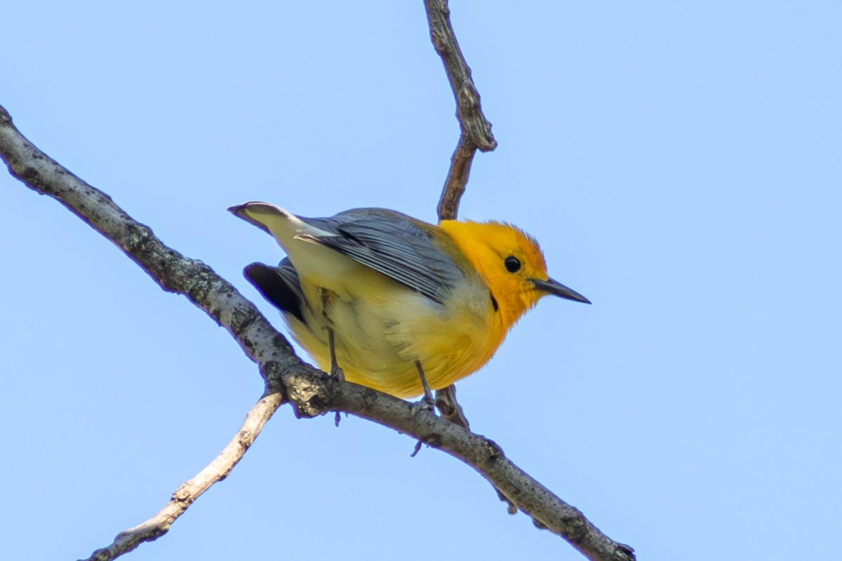 Prothonotary Warbler - ML618209821